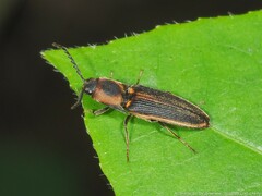 Megapenthes limbalis