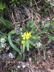 Ranunculus inamoenus
