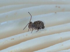 Ptenothrix marmorata