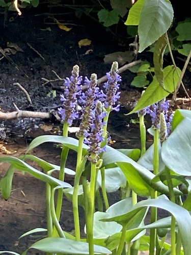 Pickerelweed (Pontederia cordata)