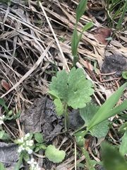 Ranunculus inamoenus