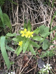 Ranunculus inamoenus