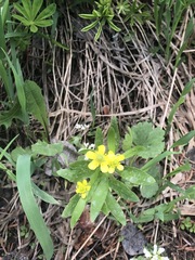 Ranunculus inamoenus