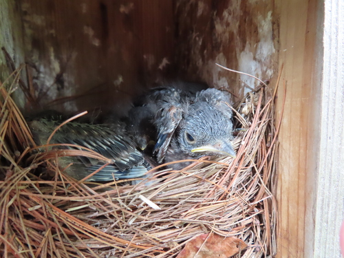 Eastern Bluebird photographed in Indiana