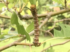 Anisota pellucida