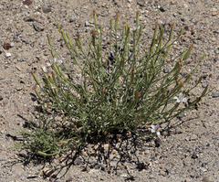 Chaetadelpha wheeleri