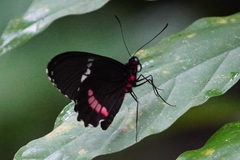 Parides erithalion