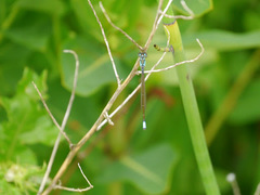 Ischnura damula