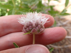 Monardella odoratissima pallida