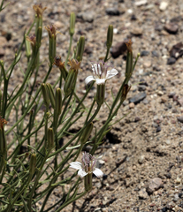 Chaetadelpha wheeleri
