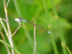 Ischnura damula