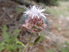 Monardella odoratissima pallida