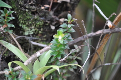 Disterigma panamense