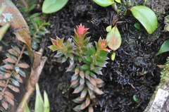 Disterigma panamense