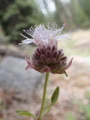 Monardella odoratissima pallida