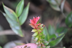 Disterigma panamense