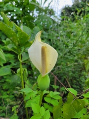 Xanthosoma wendlandii