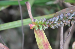 Disterigma panamense