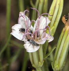 Chaetadelpha wheeleri