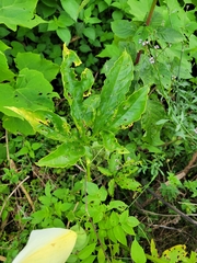 Xanthosoma wendlandii