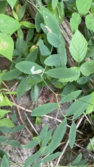 Lathyrus venosus