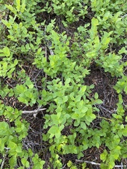 Vaccinium myrtillus