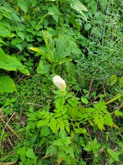 Xanthosoma wendlandii