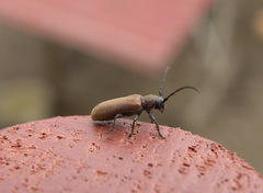 Anaesthetis testacea