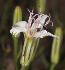 Chaetadelpha wheeleri