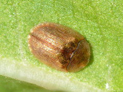 Hypocassida subferruginea