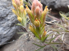 Castilleja arachnoidea