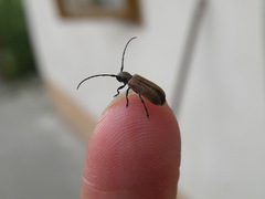 Anaesthetis testacea