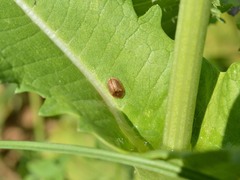 Hypocassida subferruginea