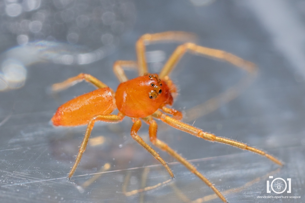 Tmarus minutus