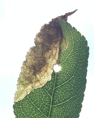 Orchestes pallicornis