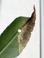 Orchestes pallicornis