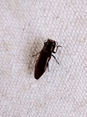 Agrilus obolinus
