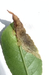 Orchestes pallicornis