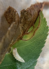 Orchestes pallicornis