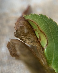 Orchestes pallicornis