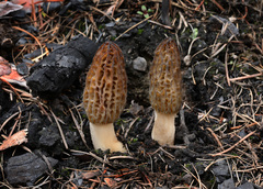 Morchella septimelata