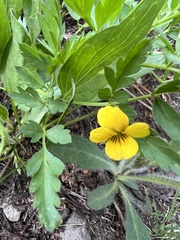 Viola lobata