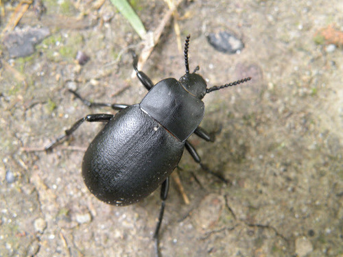 Representative image of Blaps lethifera