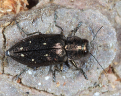 Phaenops fulvoguttata