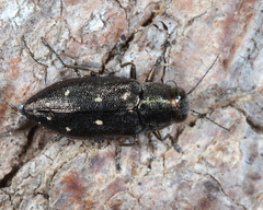 Phaenops fulvoguttata