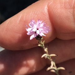 Lessingia micradenia