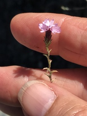 Lessingia micradenia