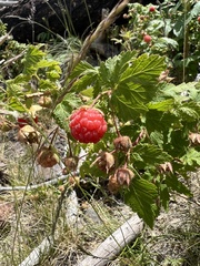 Rubus neomexicanus