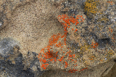 Polycauliona luteominia