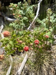 Rubus neomexicanus
